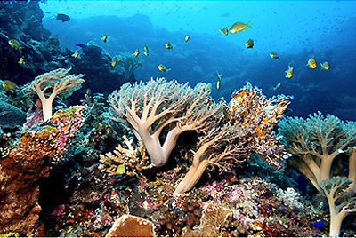 อุทยานปะการังทางทะเลทุบบาตาฮะ (Tubbataha Reefs Natural Park)