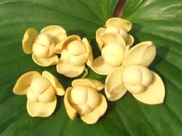 ดอกไม้ประจำชาติกัมพูชา (ดอกลำดวน)